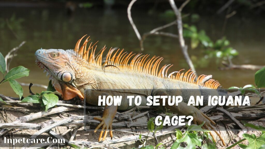 how to setup an iguana cage