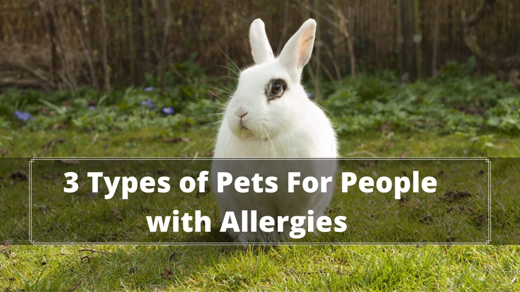 Are Rabbits Good For Allergy Sufferers