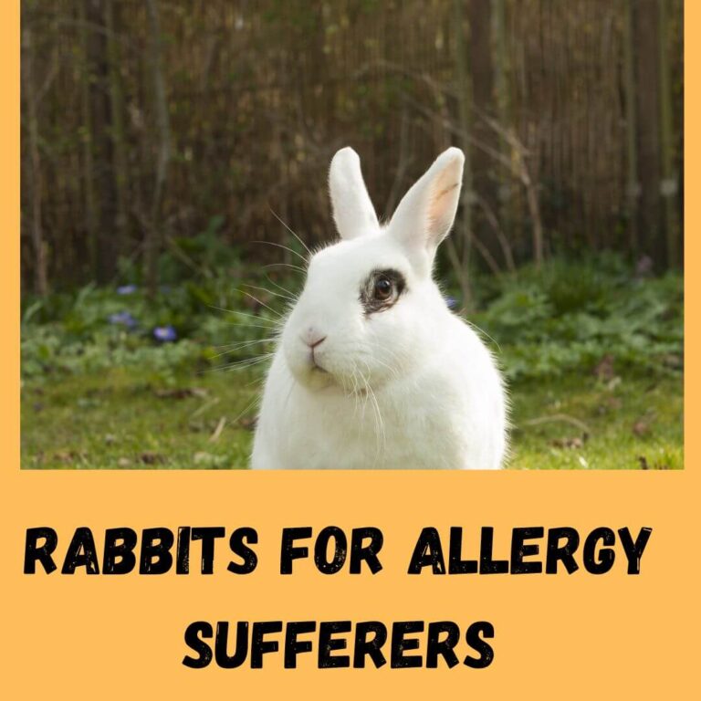 Are Rabbits Good For Allergy Sufferers