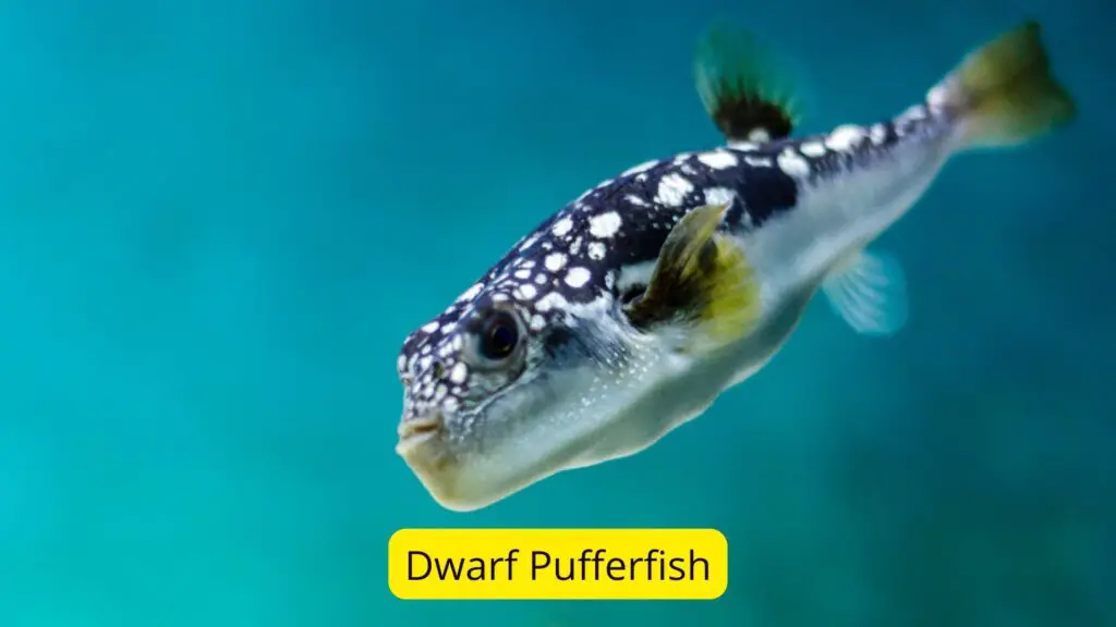 20+Fish Species With Big Eyes (Protruding/Bulging Eyes)