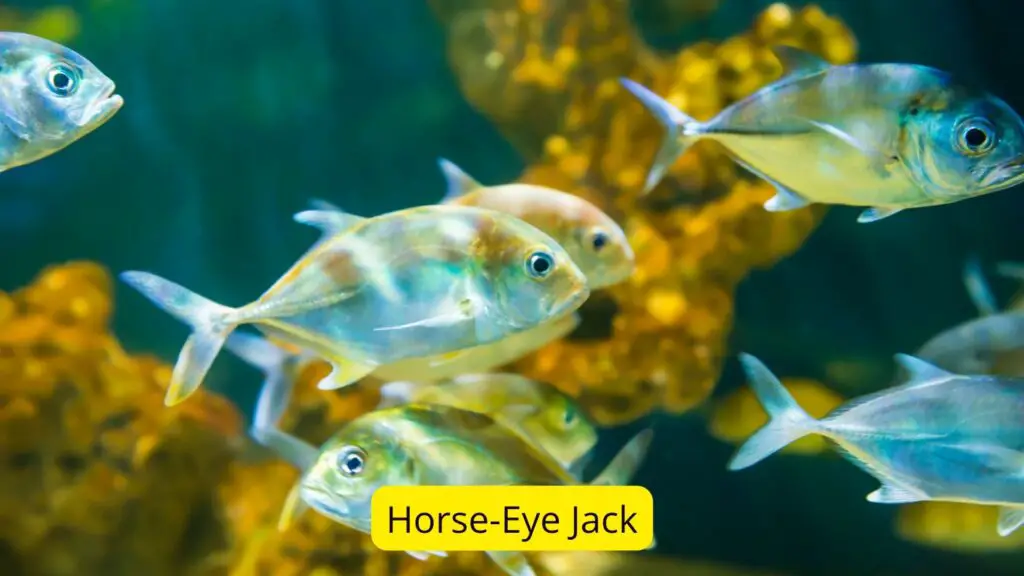 20+Fish Species With Big Eyes (Protruding/Bulging Eyes)