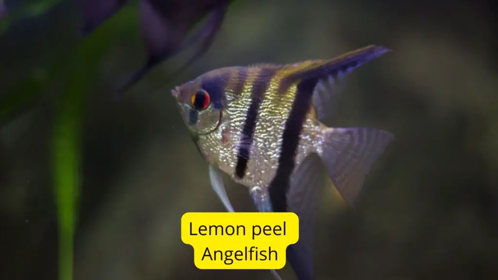 20+Fish Species With Big Eyes (Protruding/Bulging Eyes)