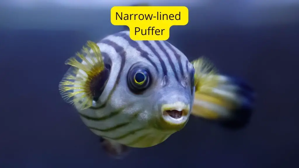 20+Fish Species With Big Eyes (Protruding/Bulging Eyes)