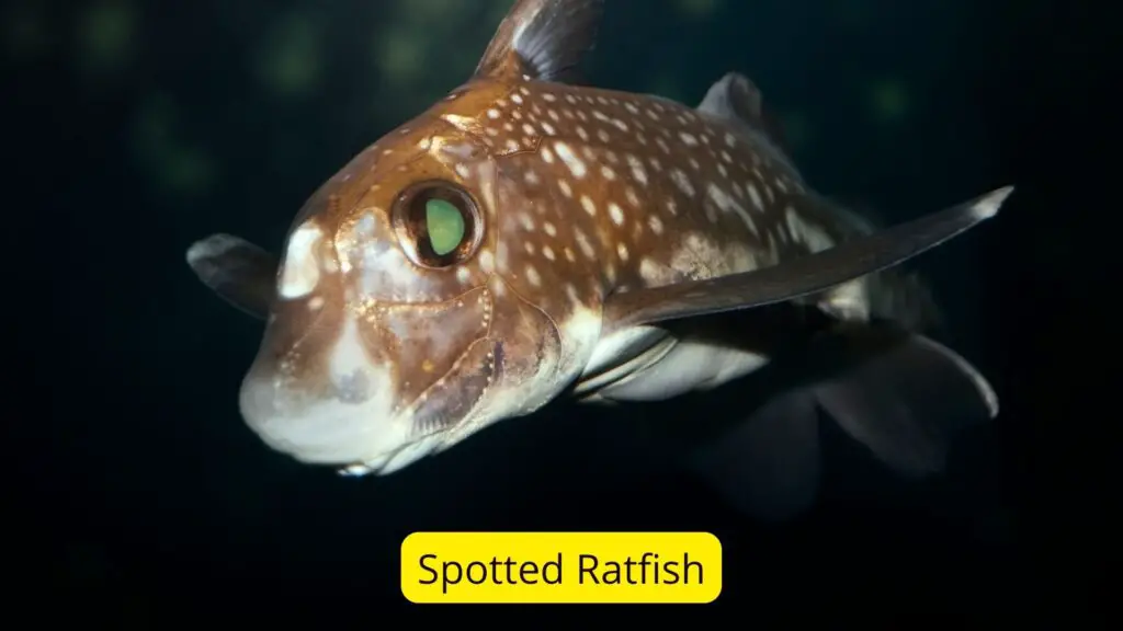 20+Fish Species With Big Eyes (Protruding/Bulging Eyes)