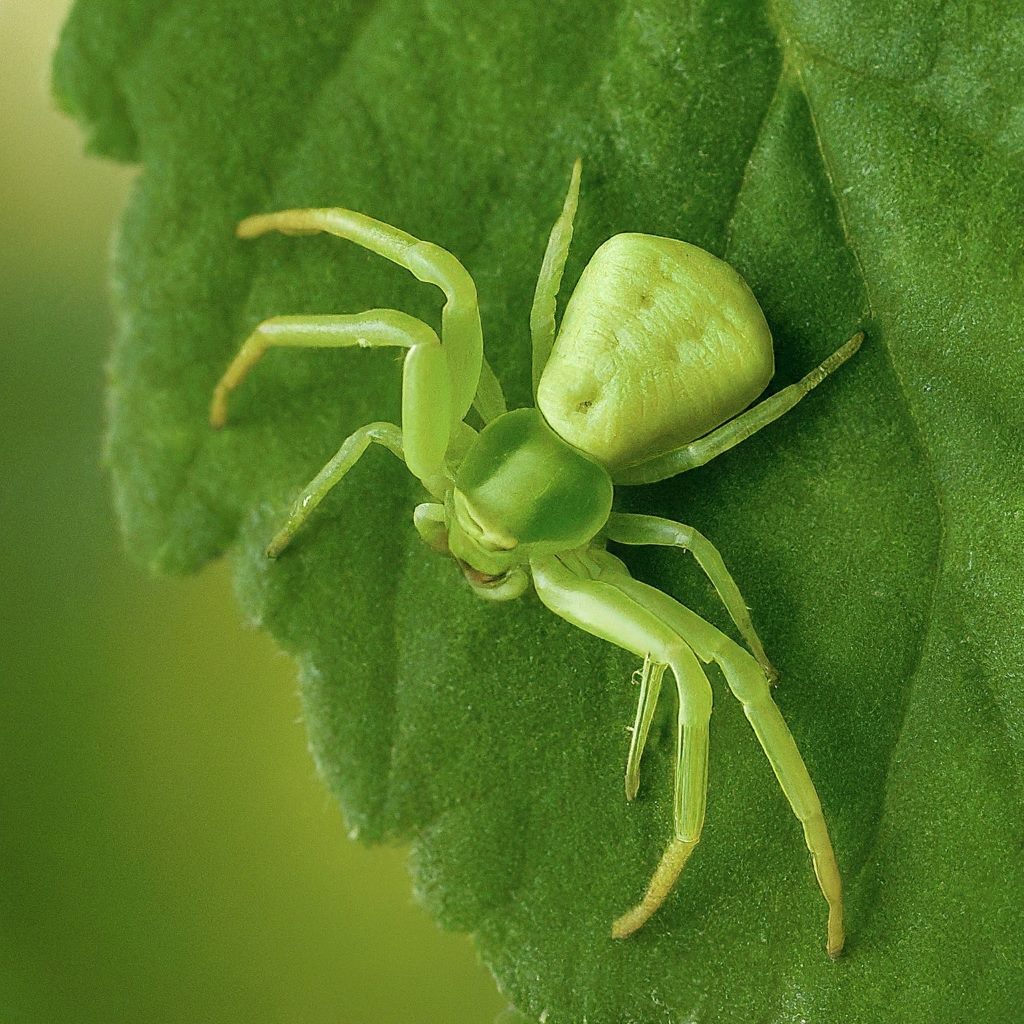 19 Spiders That Resemble and Look like Crabs (With Pictures)