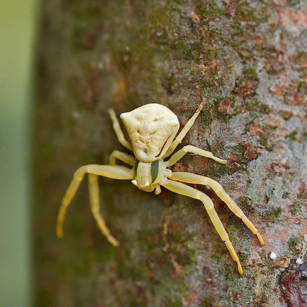 19 Spiders That Resemble and Look like Crabs (With Pictures)