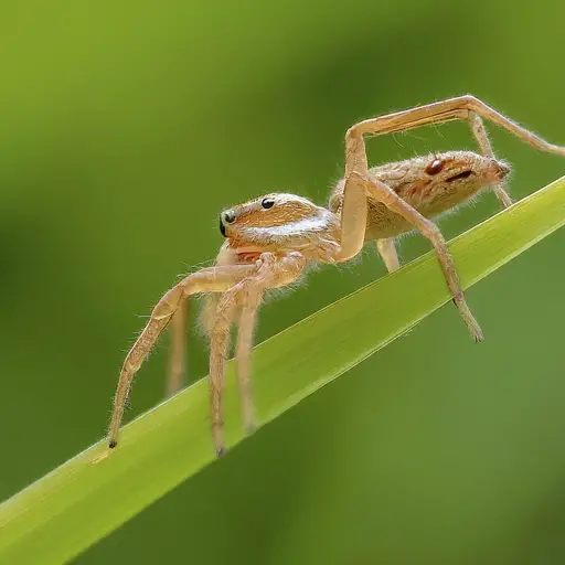 19 Spiders That Resemble and Look like Crabs (With Pictures)