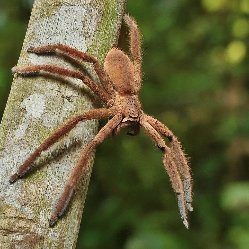 19 Spiders That Resemble and Look like Crabs (With Pictures)