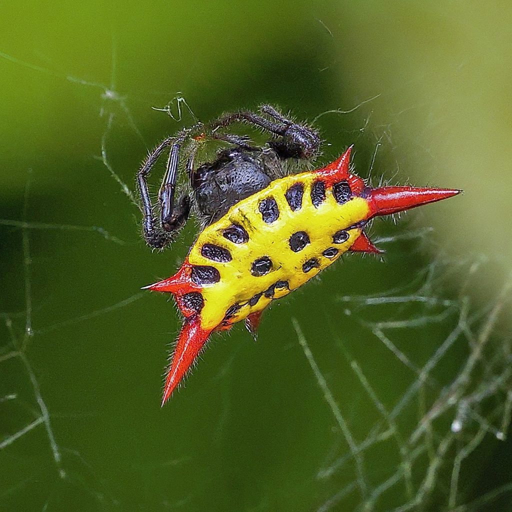 19 Spiders That Resemble and Look like Crabs (With Pictures)