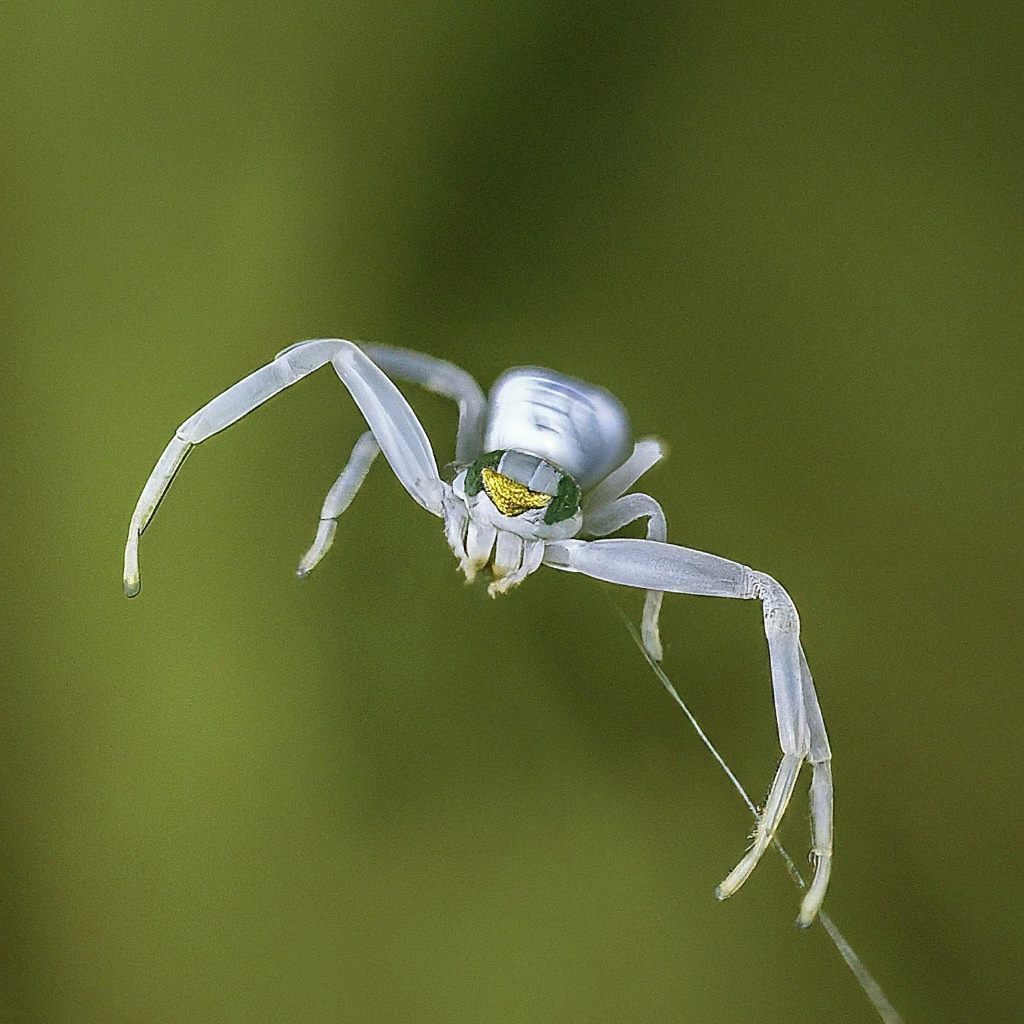 19 Spiders That Resemble and Look like Crabs (With Pictures)