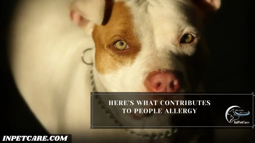 Are Pitbulls Hypoallergenic 9 Tips For Allergic Families   3 1 1024x576 