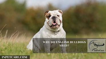 do english bulldogs shed a lot