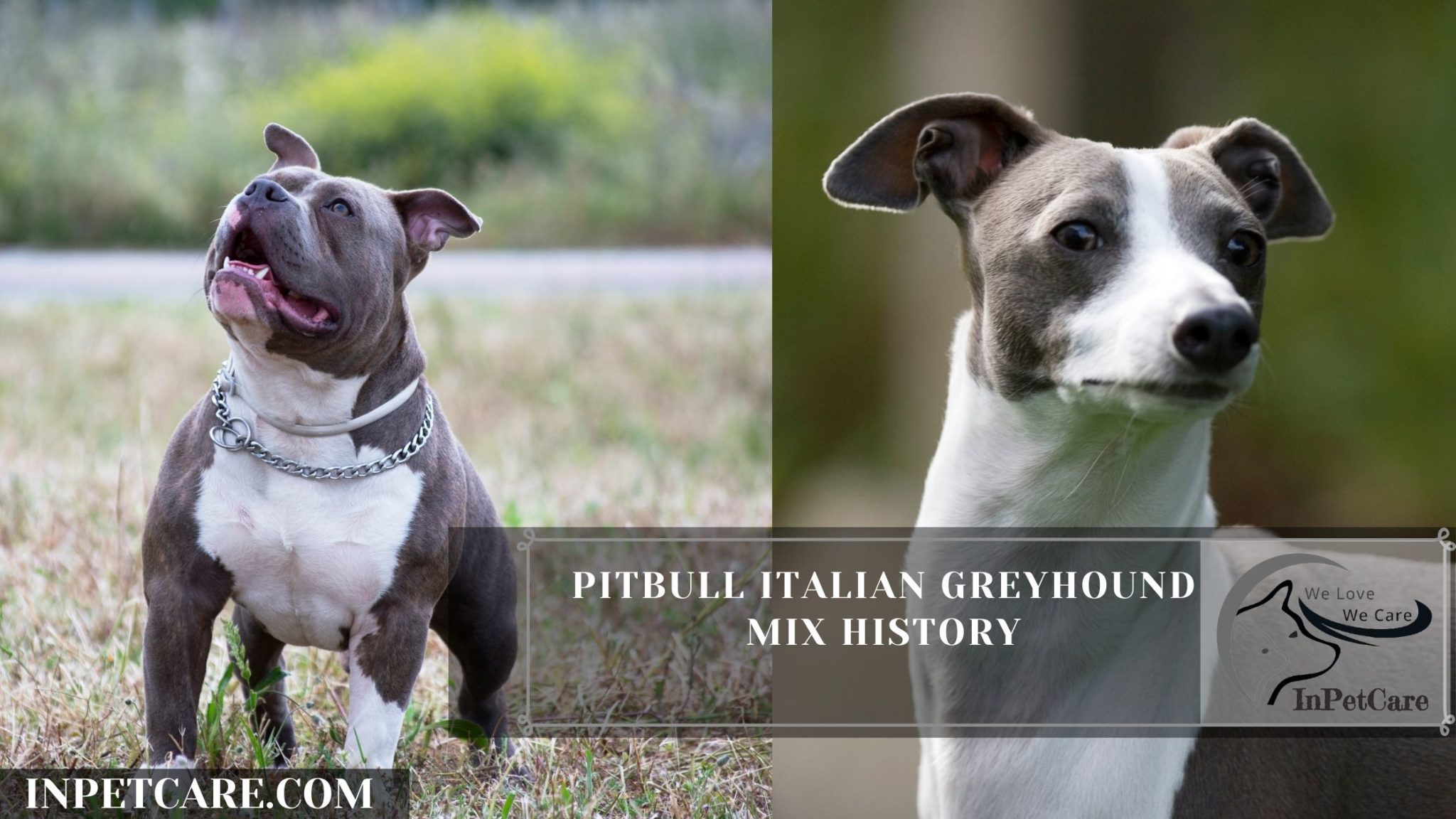 Pitbull Italian Greyhound Mix: A Greybull Guide (+Pictures)