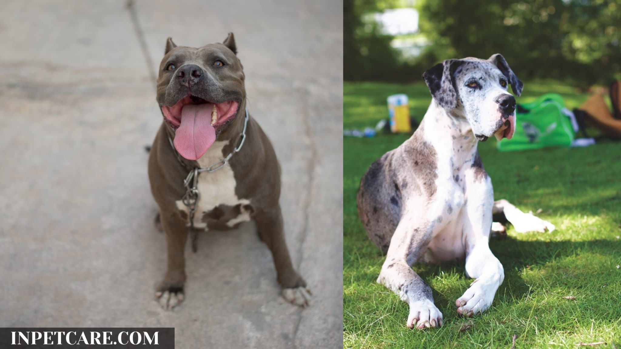 Pitbull Great Dane Mix: A Danebull Guide (With Pictures)