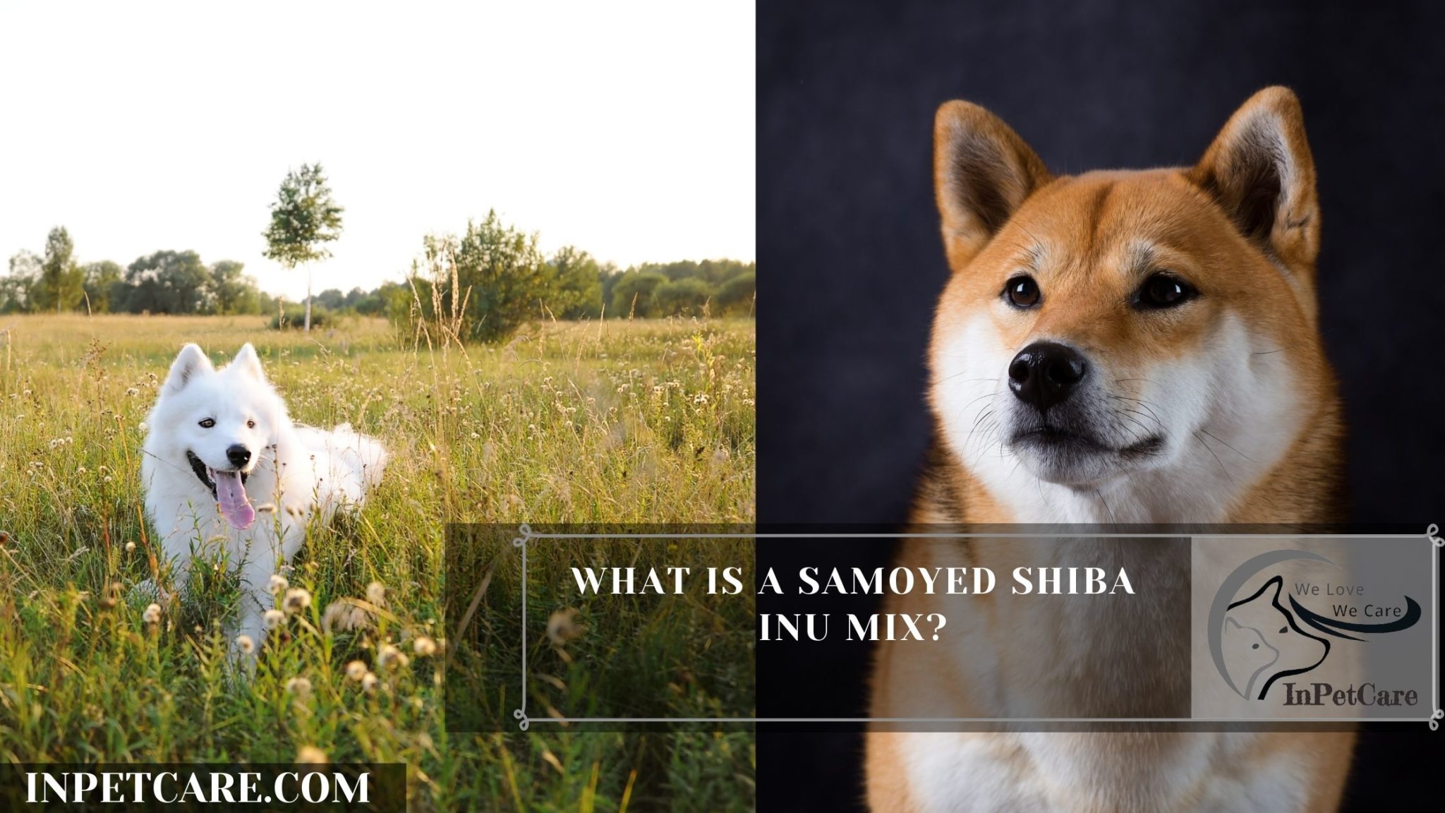 Samoyed Shiba Inu Mix: A Complete Guide (With Pictures)