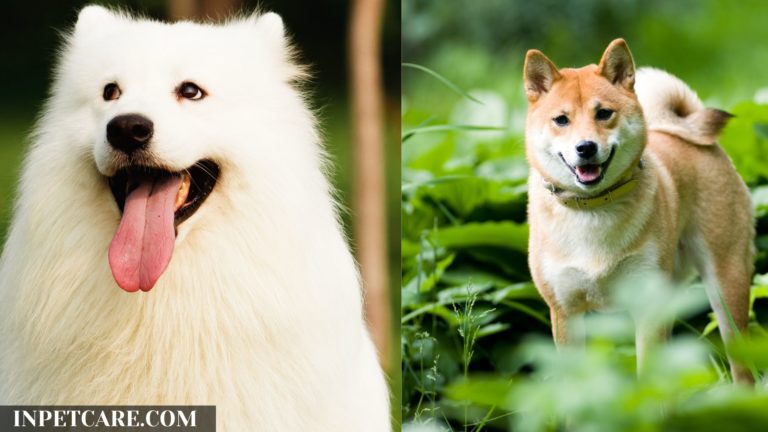 Samoyed Shiba Inu Mix: A Complete Guide (With Pictures)