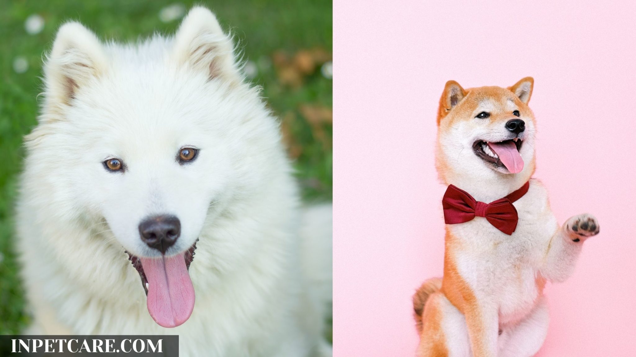 Samoyed Shiba Inu Mix: A Complete Guide (With Pictures)