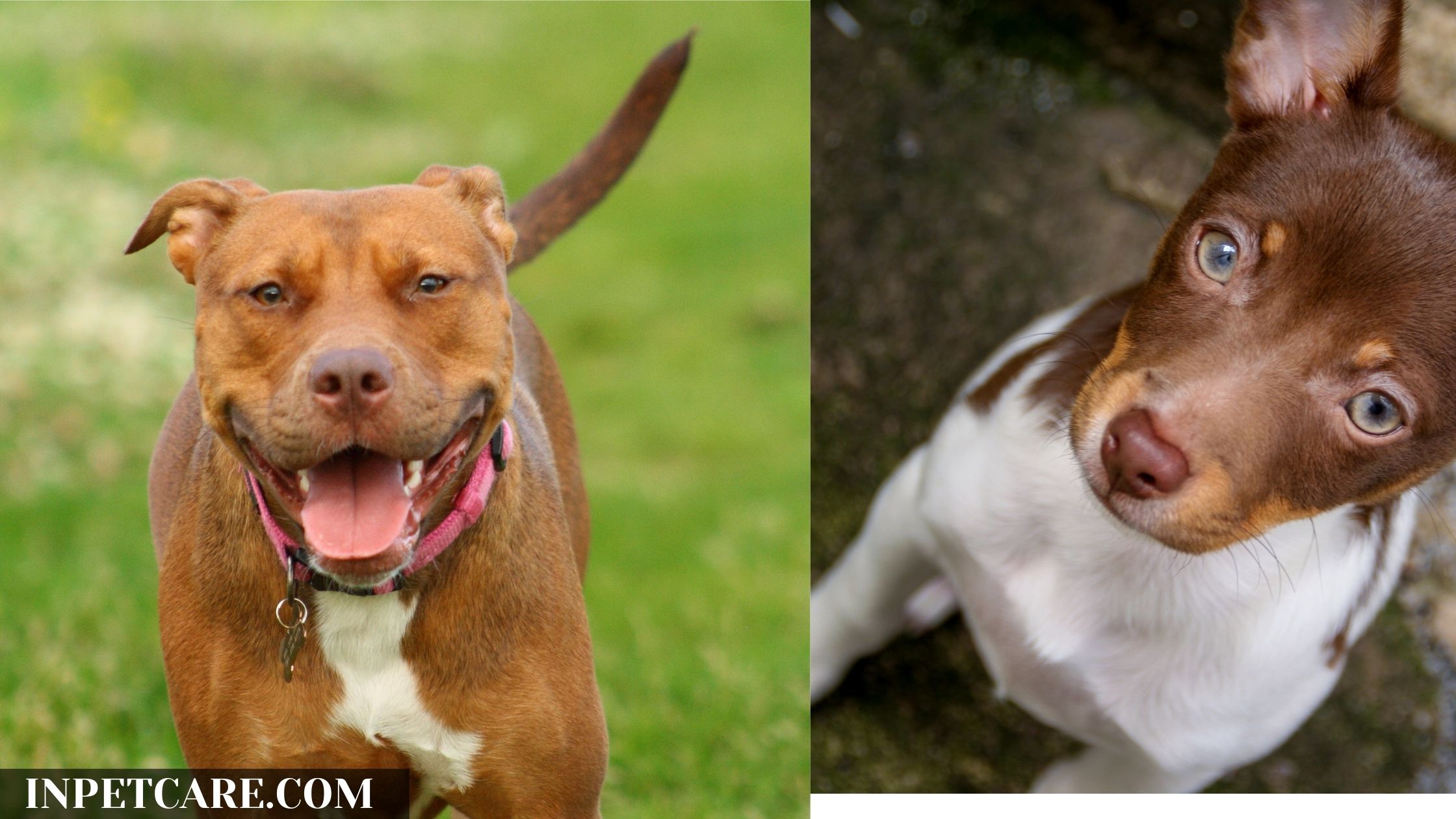 Pitbull Rat Terrier Mix: A Complete Guide (With Pictures)