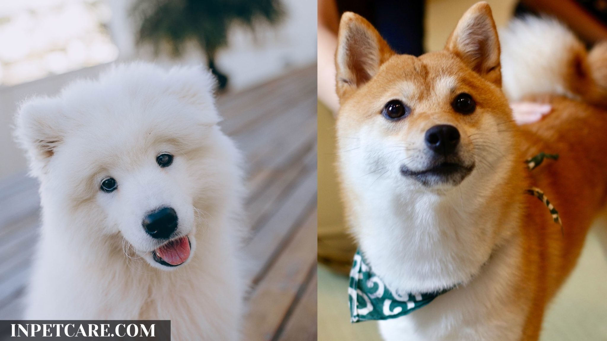 Samoyed Shiba Inu Mix: A Complete Guide (With Pictures)