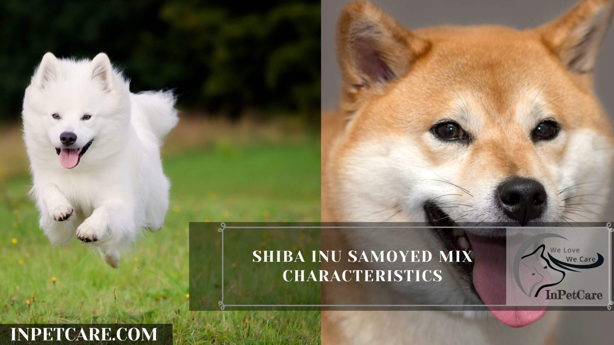 Samoyed Shiba Inu Mix: A Complete Guide (With Pictures)