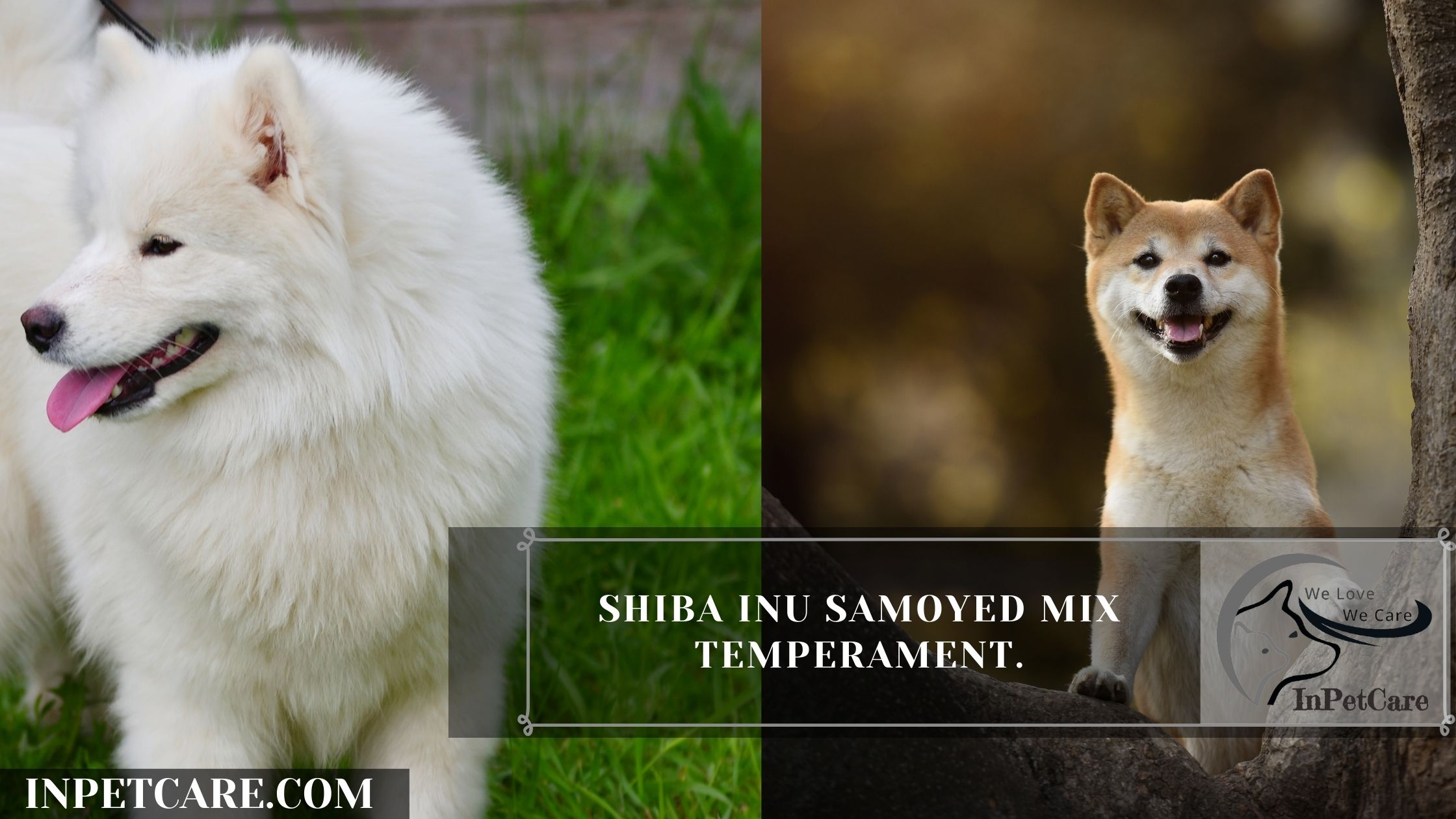 Samoyed Shiba Inu Mix: A Complete Guide (With Pictures)