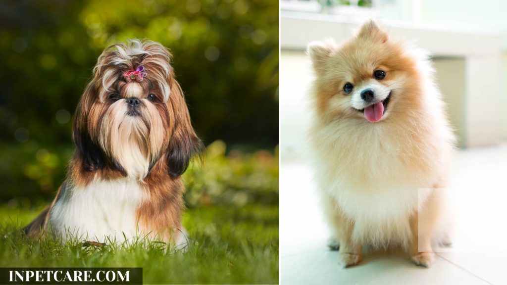 Shih Tzu Pomeranian Mix: Pictures, Cost To Buy, Care & More