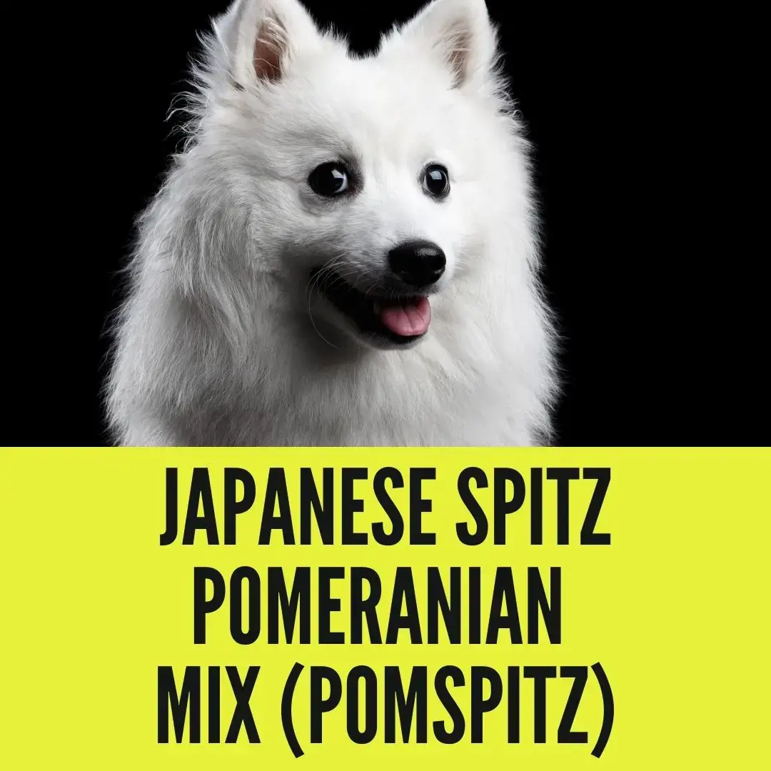 Japanese Spitz Pomeranian Mix Pictures Cost Care