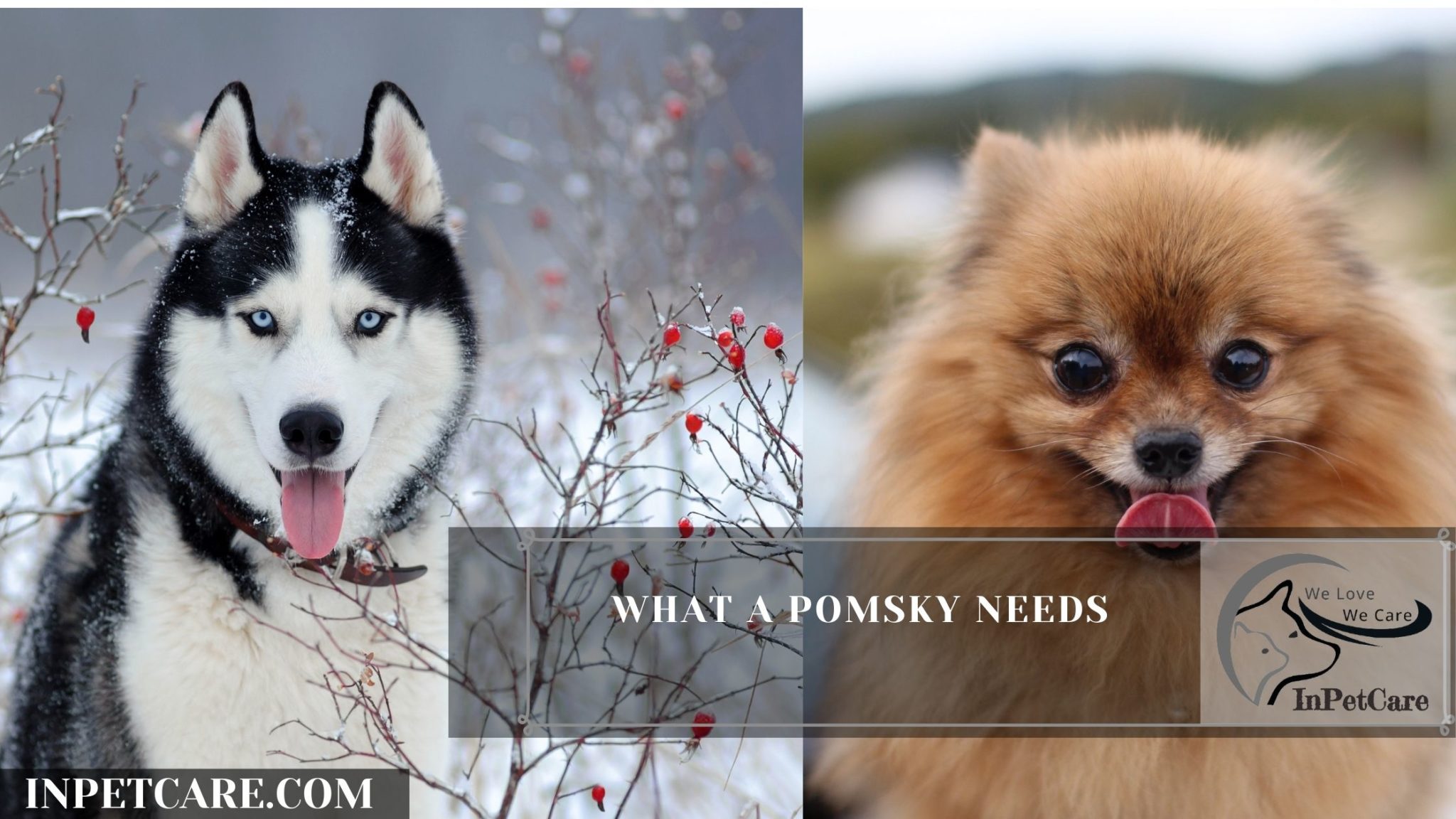 Siberian Husky Pomeranian Mix (Pomsky): Full Guide + Photos