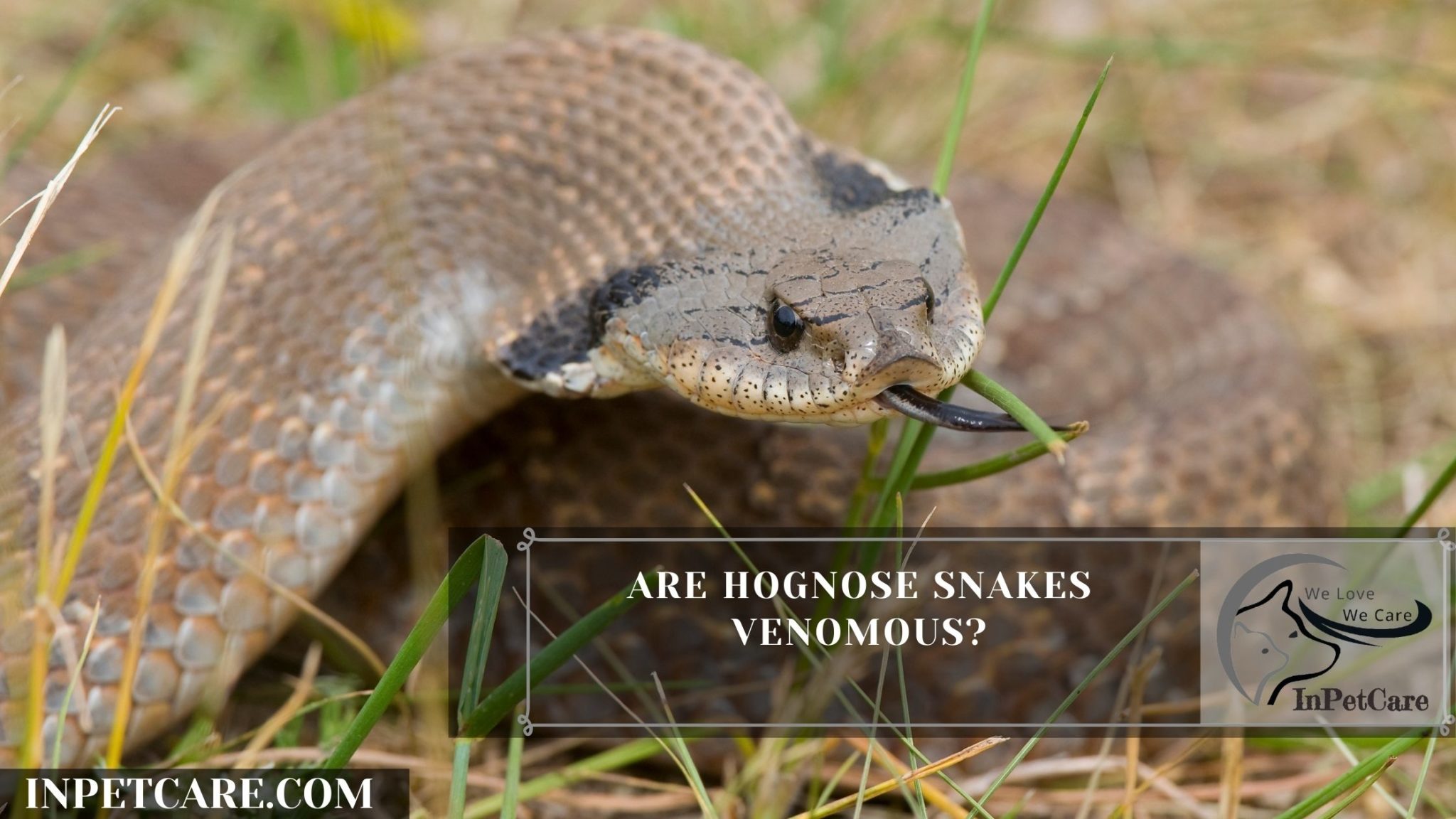 Are Hognose Snakes Venomous? » IN PET CARE