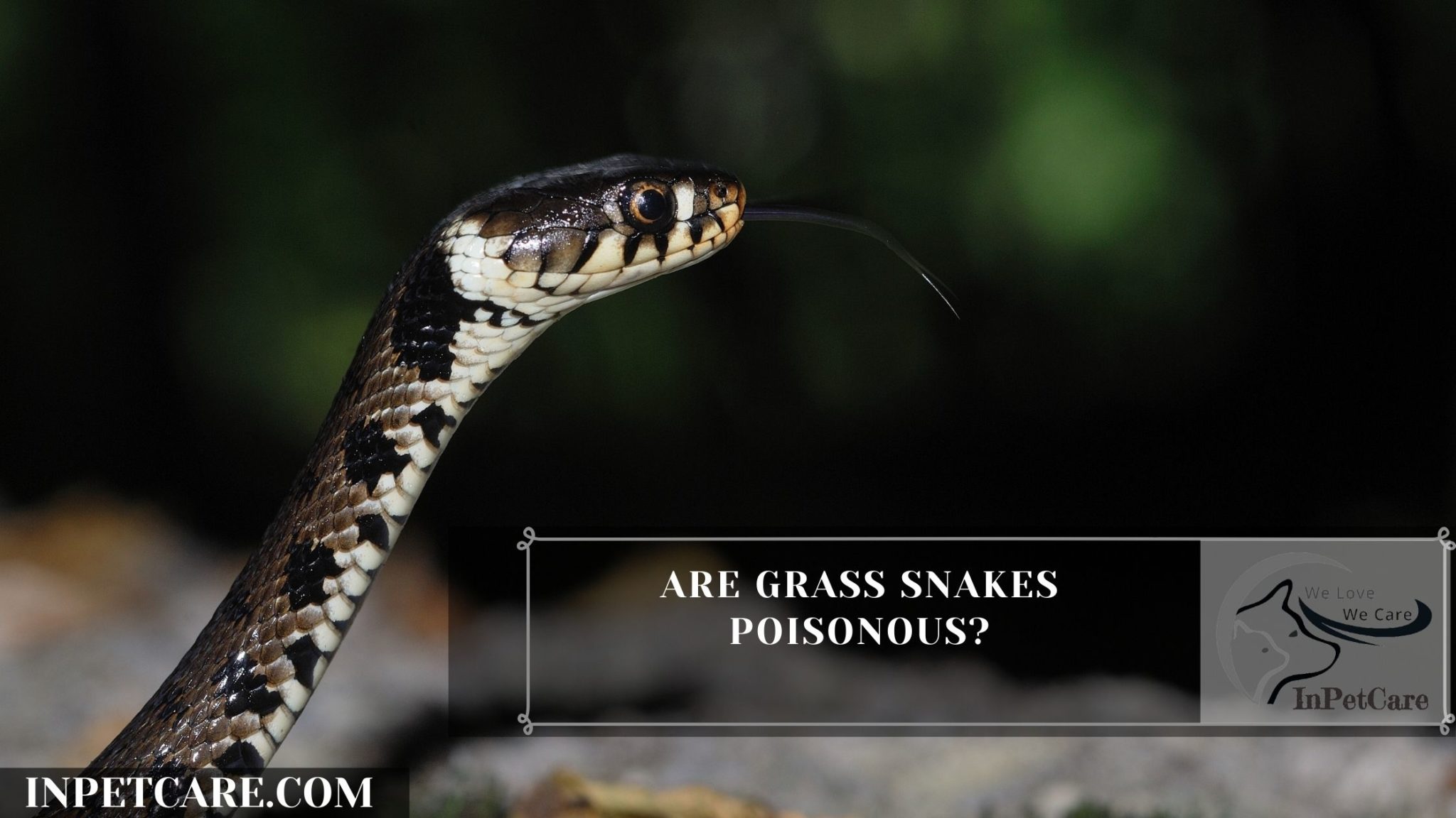 Are Grass Snakes Poisonous? » In Pet Care