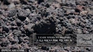 are lava rocks dangerous for dogs