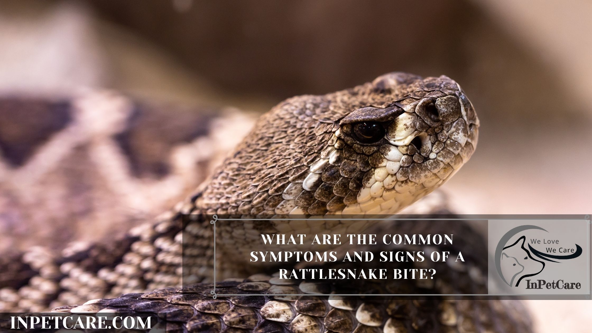 What are the common Symptoms and Signs of a Rattlesnake bite?