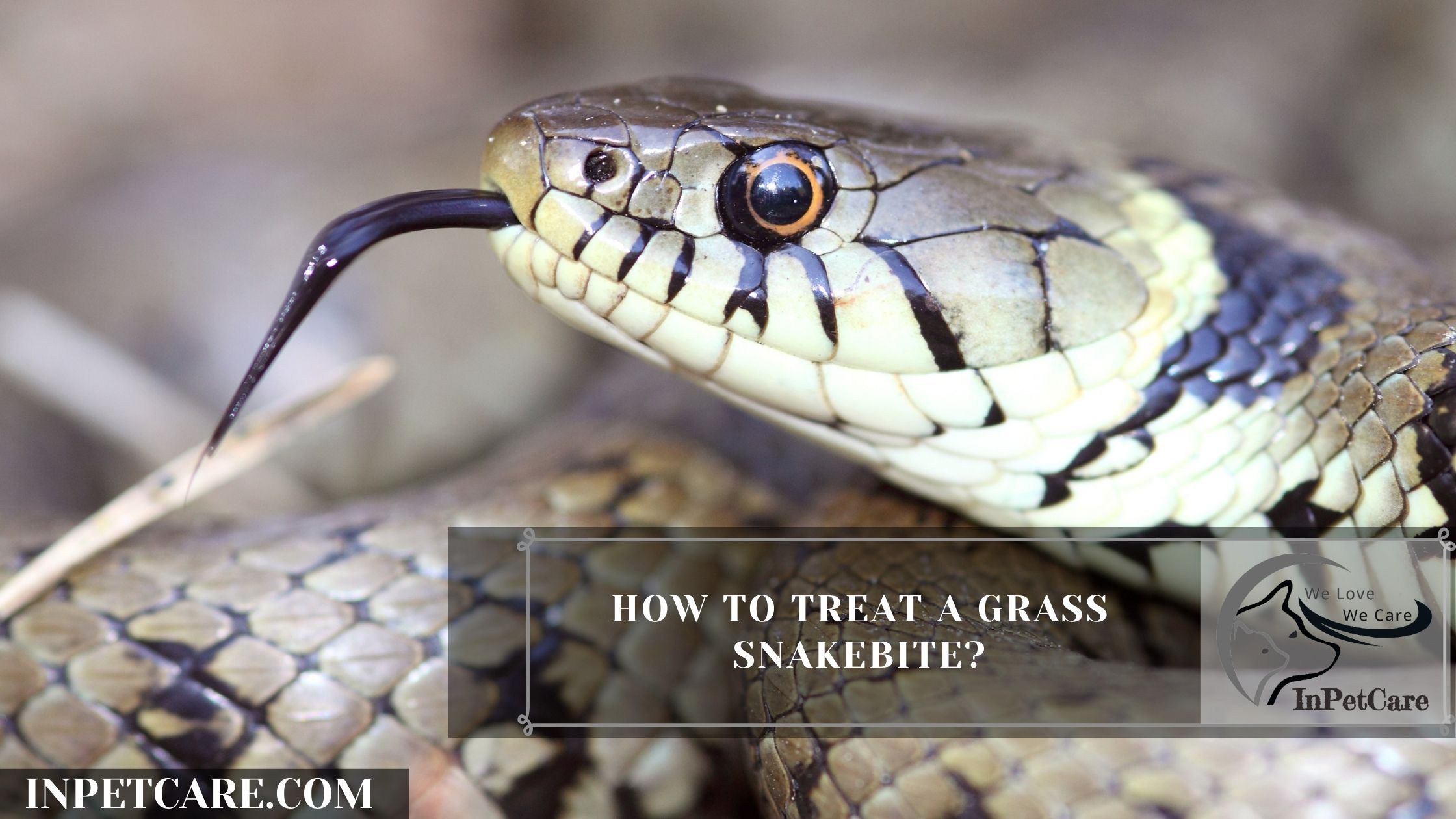 How To Treat A Grass Snakebite?