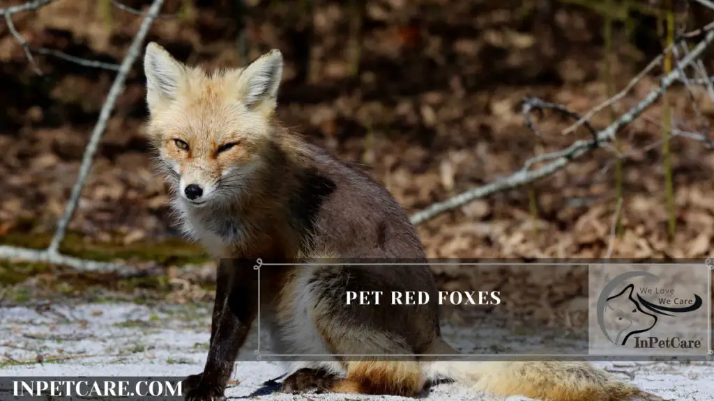 Fox As A Pet 11 Things You Must Know (with Pictures)