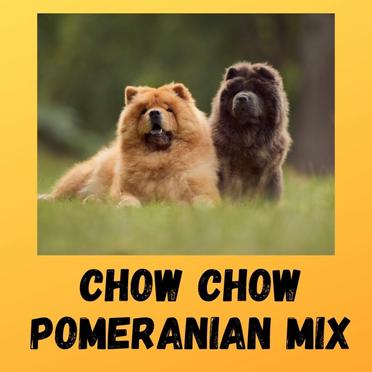 pomeranian chow mix