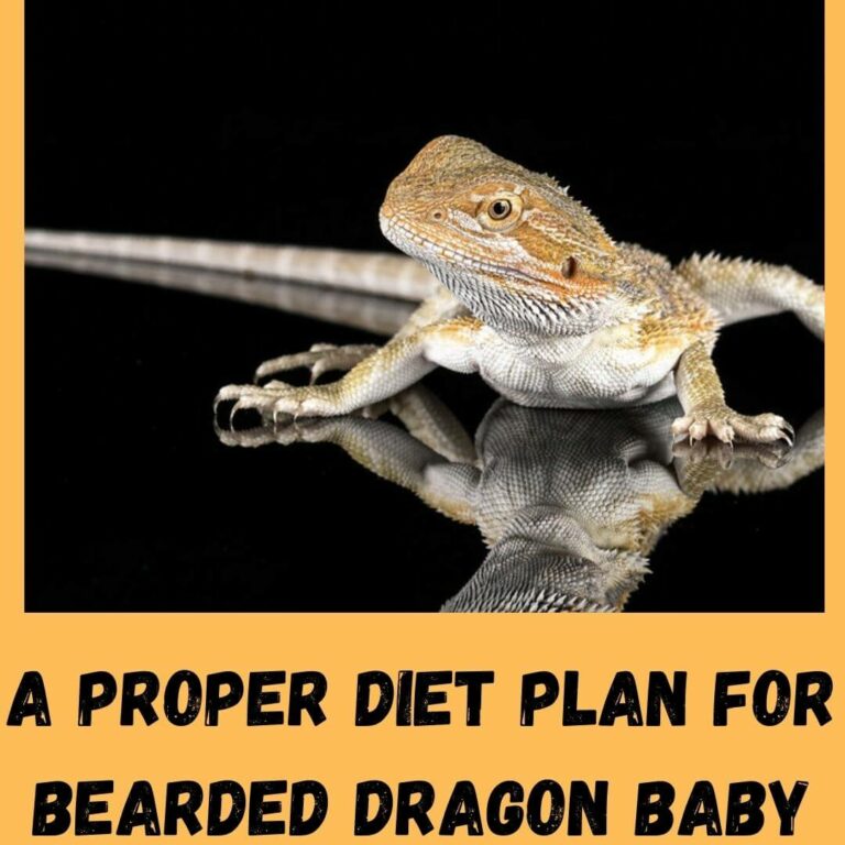 What To Feed Bearded Dragon Baby? - Proper Diet Plan