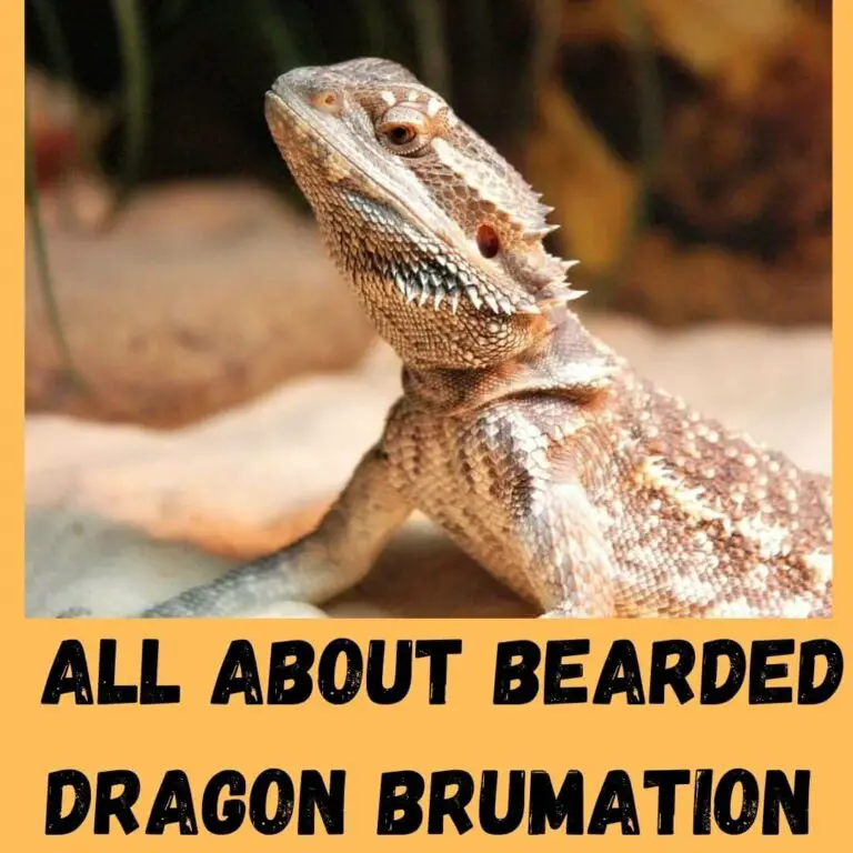 Bearded Dragon Brumation - A Complete Guide (With Photos)