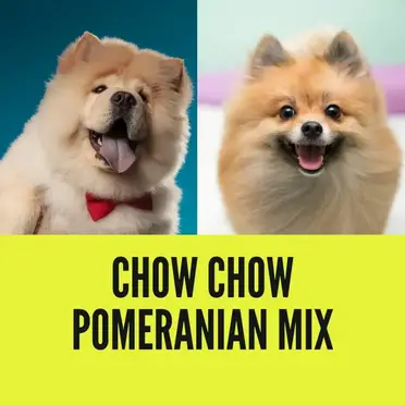 Chow Chow Pomeranian Mix A Complete Guide With Pictures