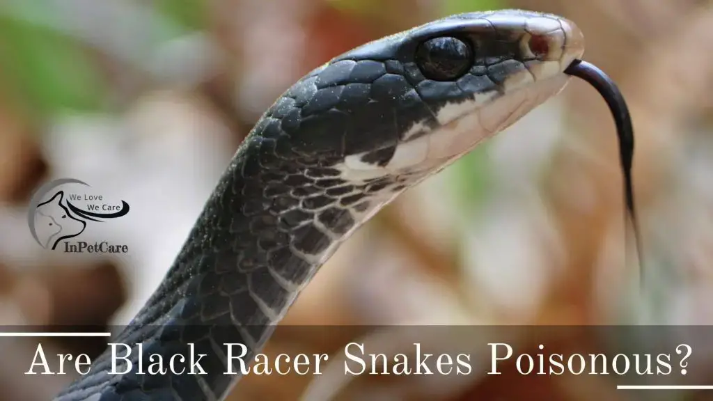 Are Black Racer Snakes Poisonous In Pet Care