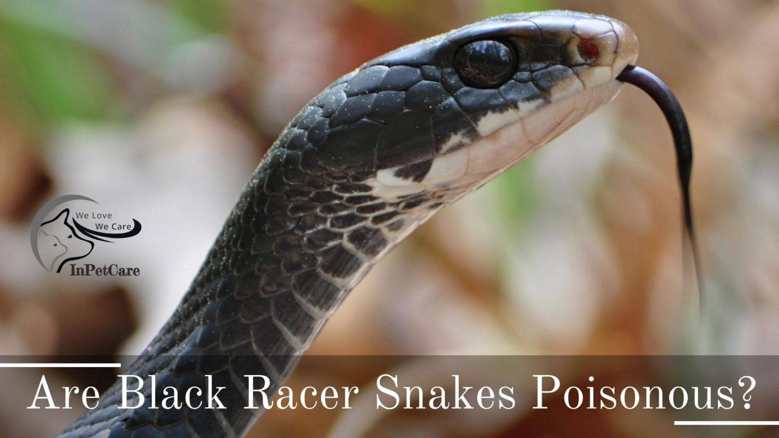 Are Black Racer Snakes Poisonous? » In Pet Care