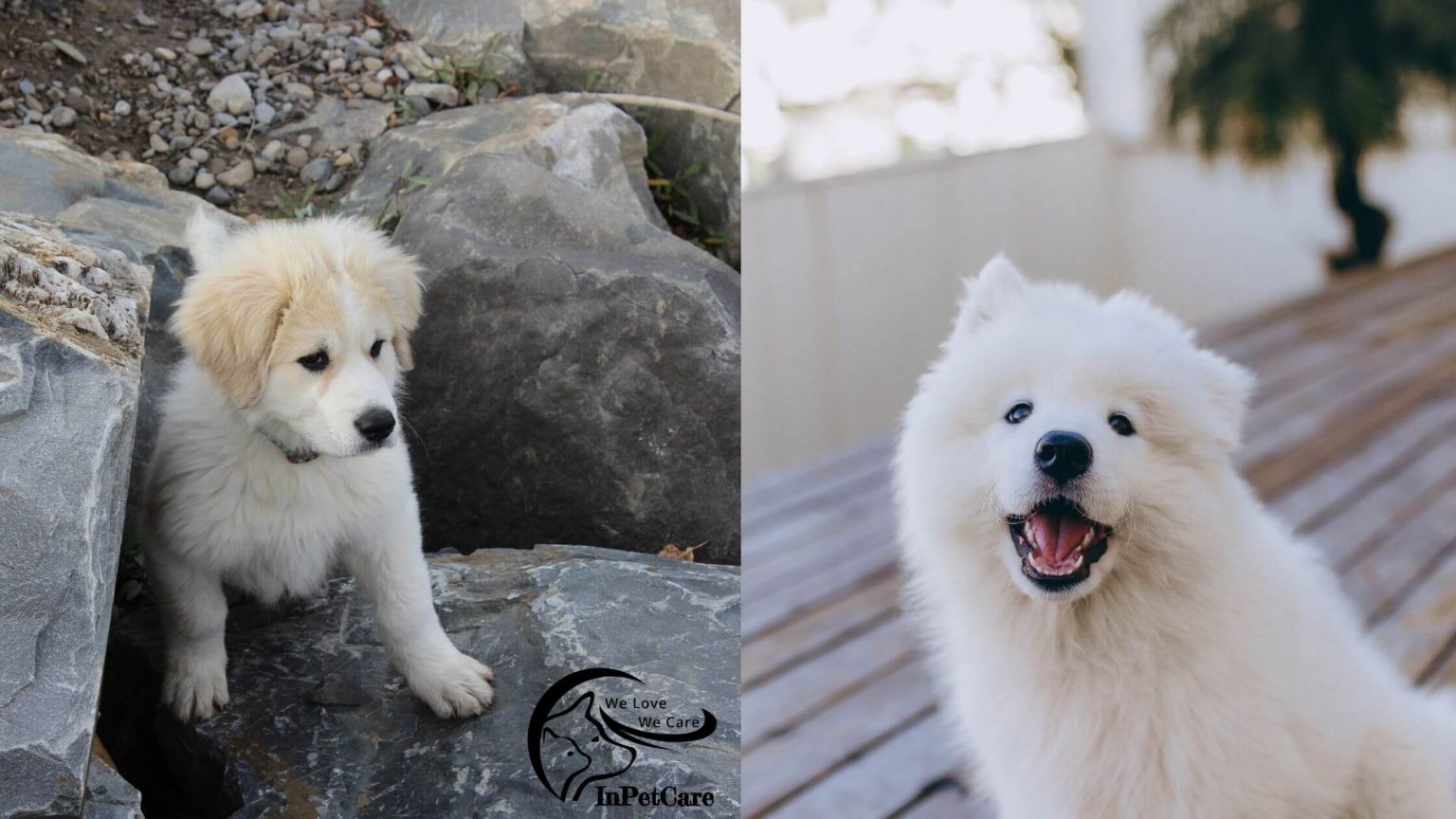 Samoyed Great Pyrenees Mix: A Complete Guide (With Pictures)