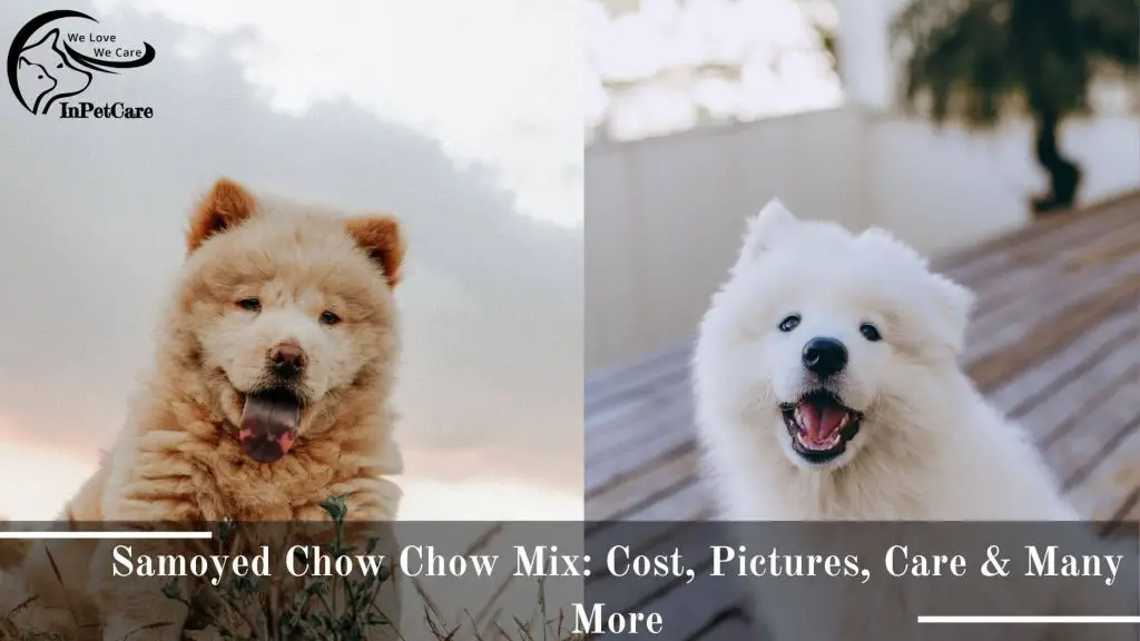 Mix di chow Chow di samoiedo