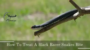 Are Black Racer Snakes Poisonous Inpetcare