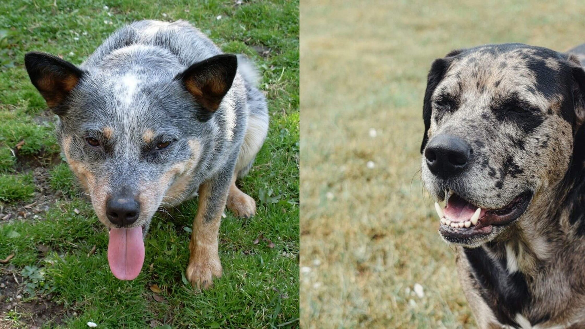 Catahoula Blue Heeler Mix: A Complete Guide (With Pictures)