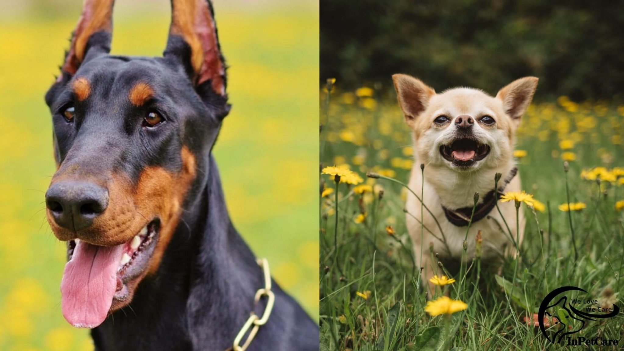 Chihuahua Manchester Terrier Mix: A Complete Guide (With Pictures)