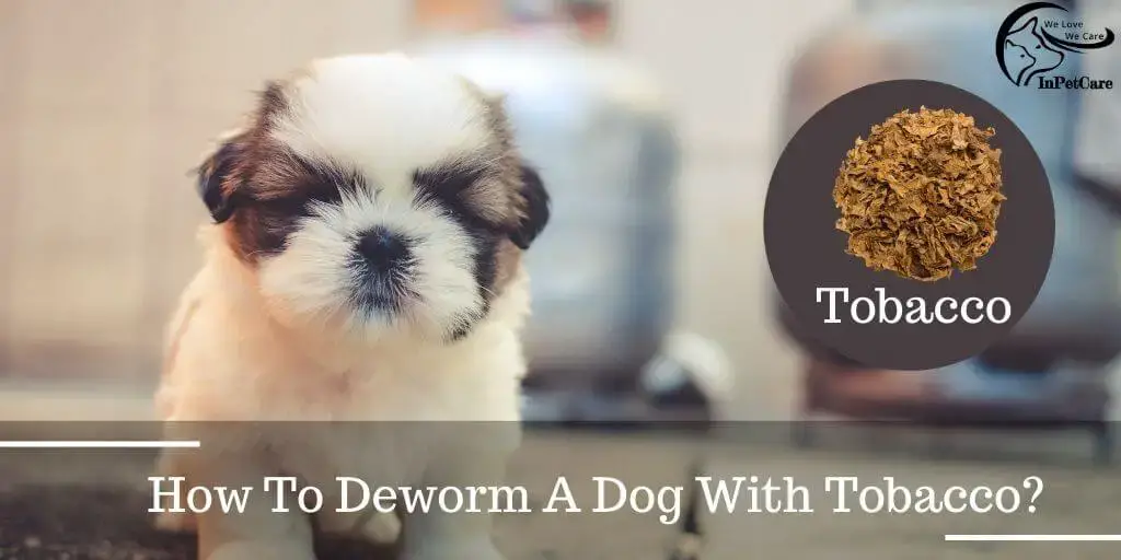 does tobacco kill worms in dogs