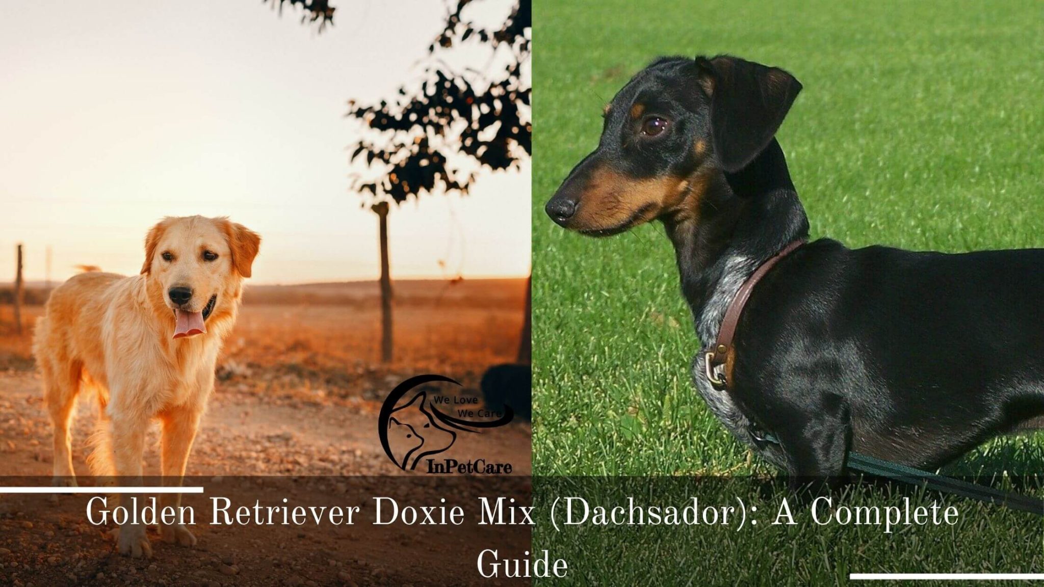 Golden Retriever Doxie Mix (Dachsador): A Complete Guide