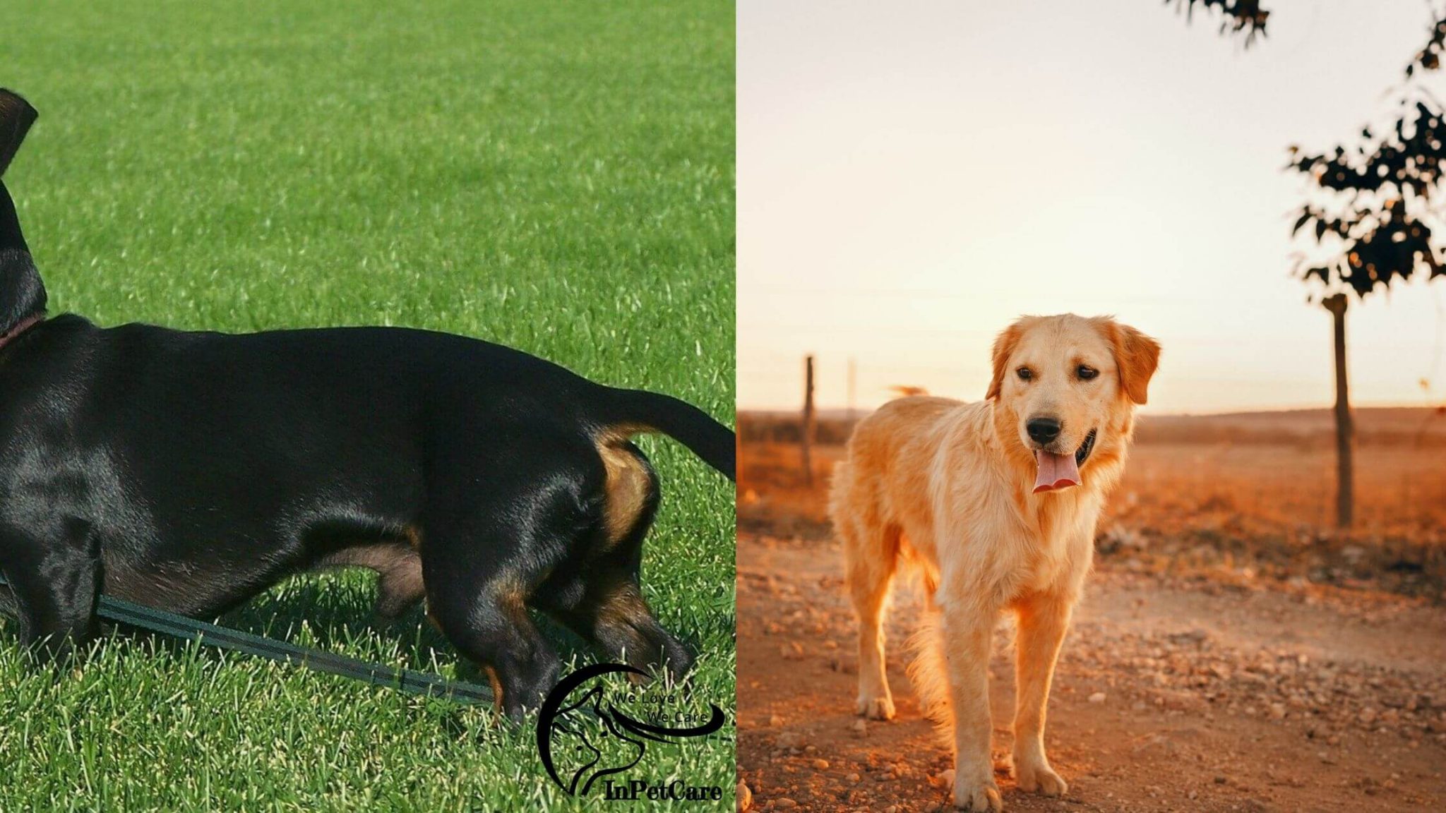 Golden Retriever Doxie Mix (Dachsador): A Complete Guide