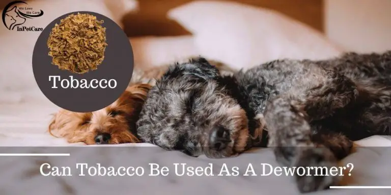 How To Deworm A Dog With Tobacco? 5 Easy Steps Guide » IN PET CARE