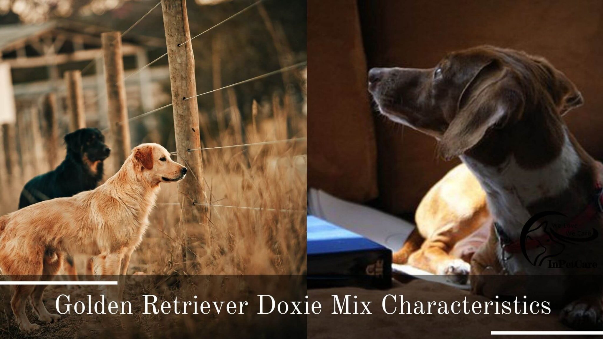 Golden Retriever Doxie Mix (Dachsador): A Complete Guide